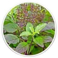 Holy basil