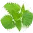 Nettle Extract